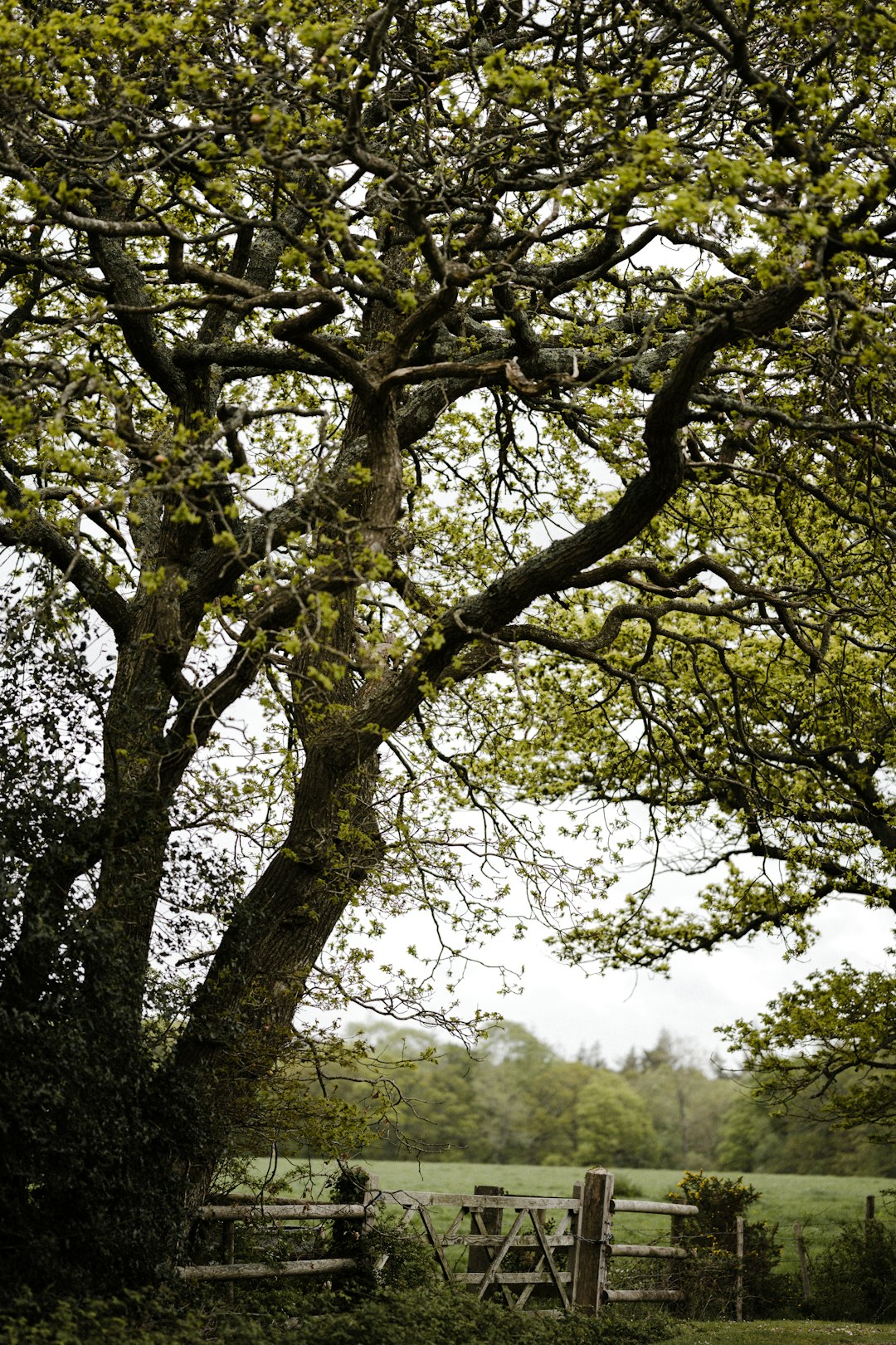 green tree under white sky during daytime