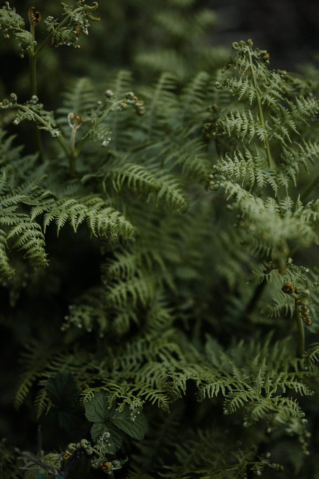 green fern plant in close up photography