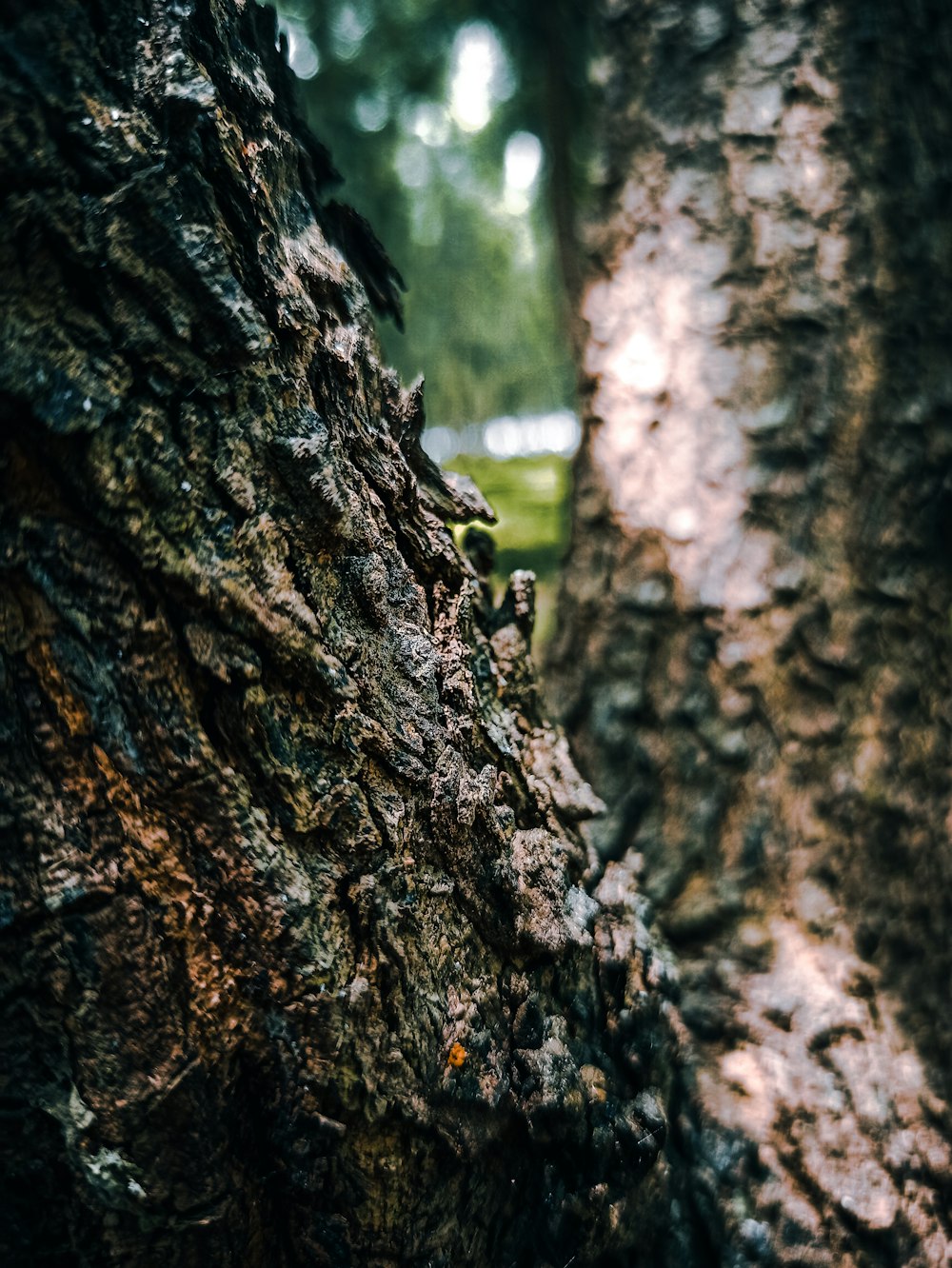 brown tree trunk in close up photography