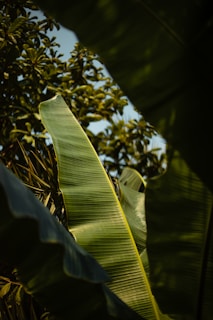 green banana tree during daytime