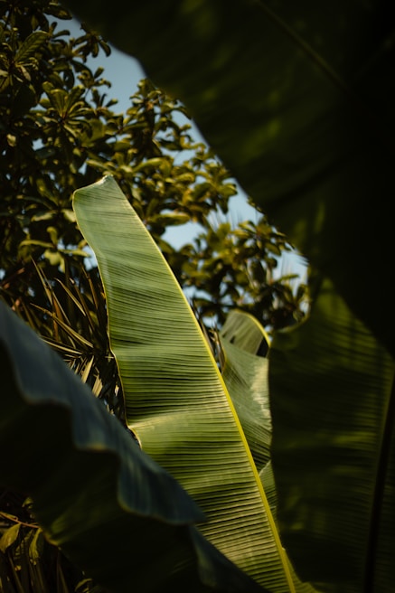 green banana tree during daytime