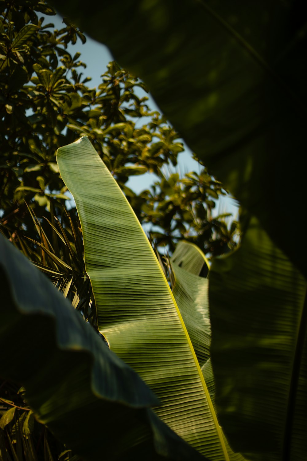 plátano verde durante el día