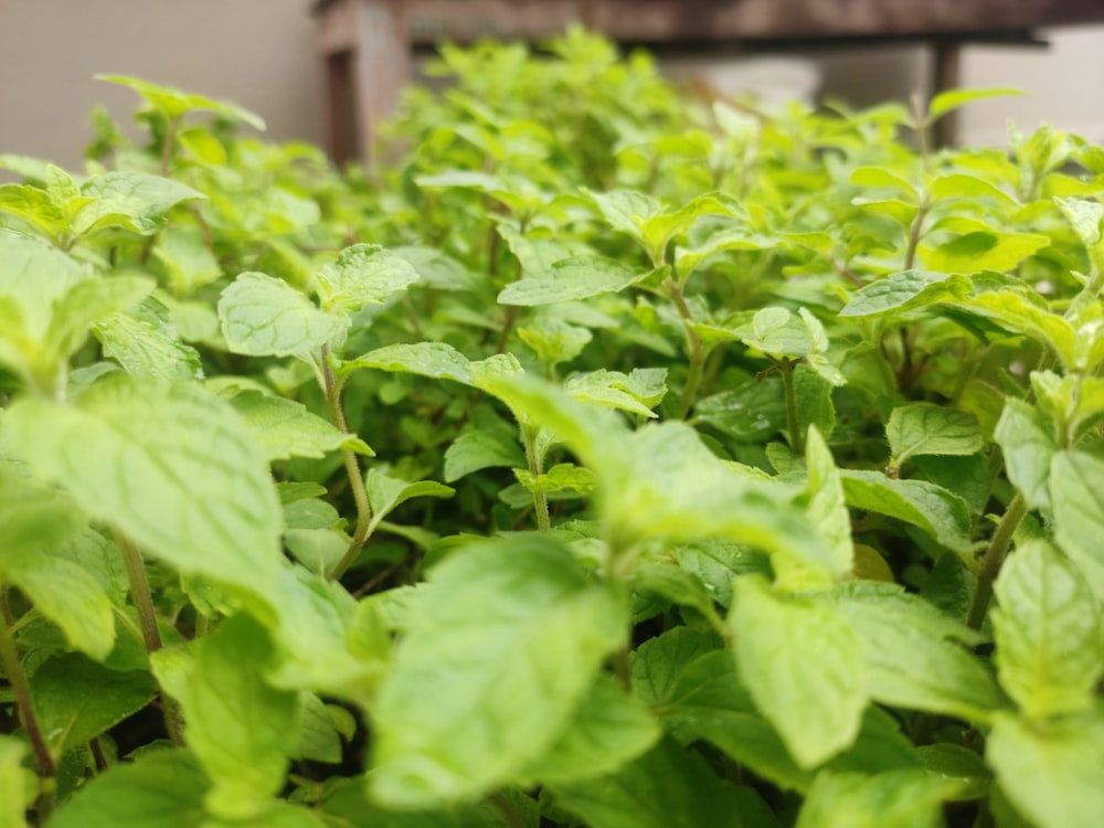 green leaves plant during daytime