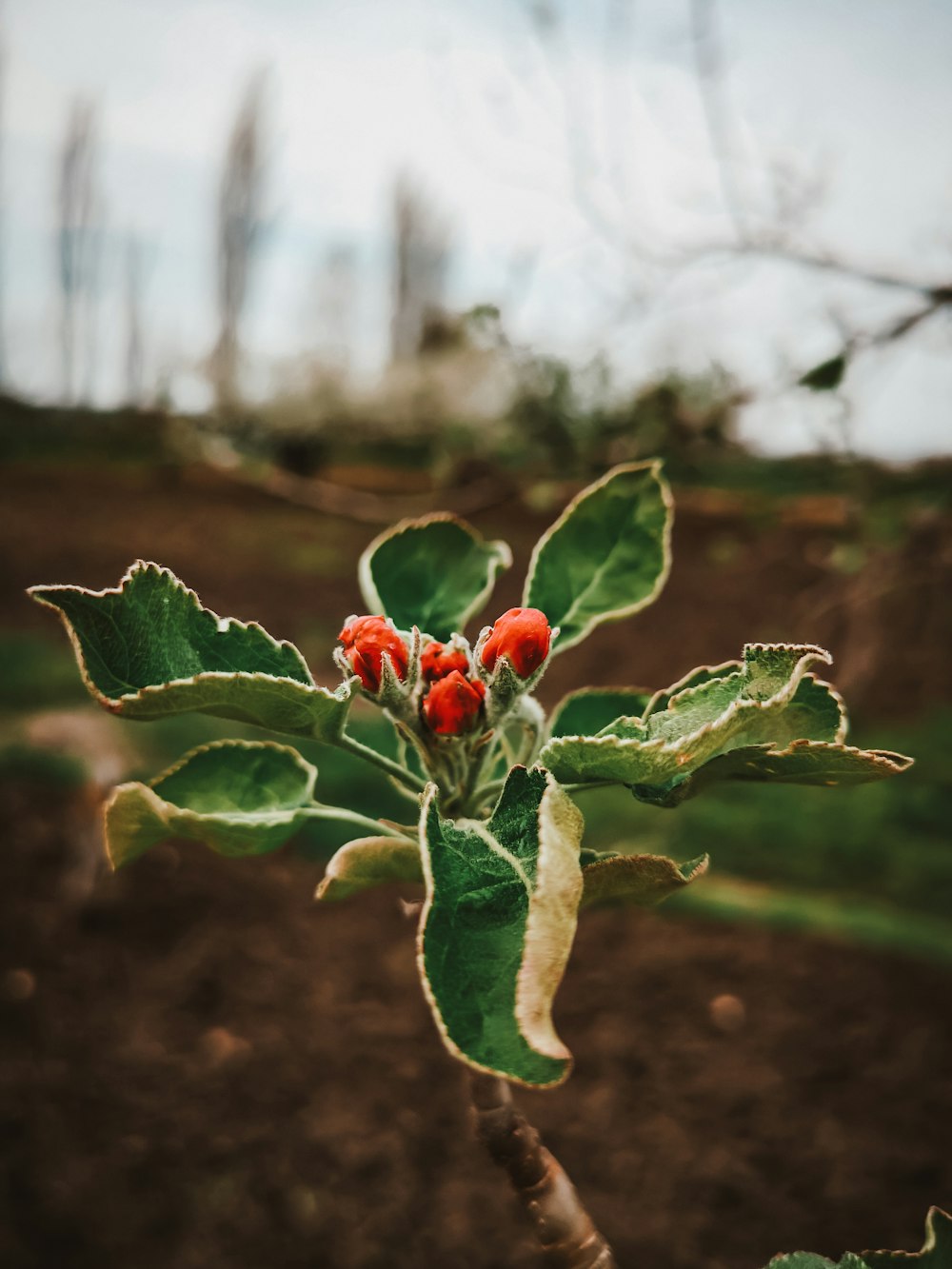 red fruit on green leaf