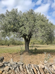 green tree on brown field during daytime