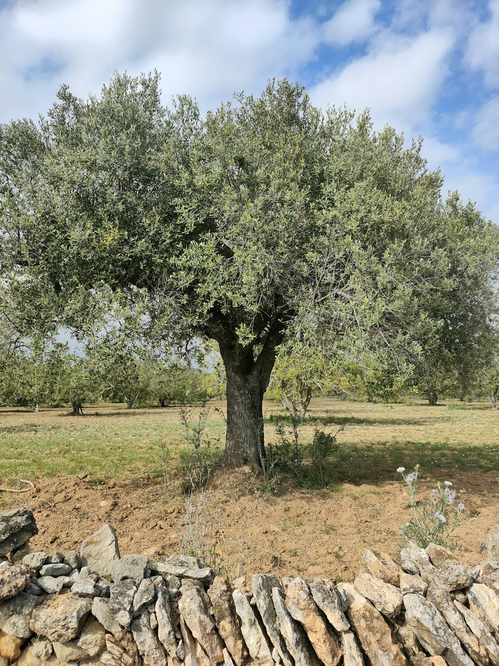 green tree on brown field during daytime