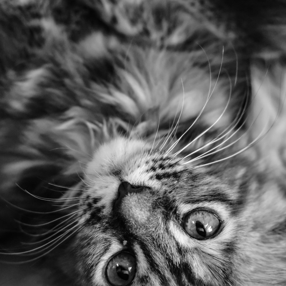 grayscale photo of tabby cat