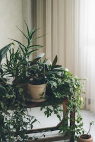 green plant on brown clay pot