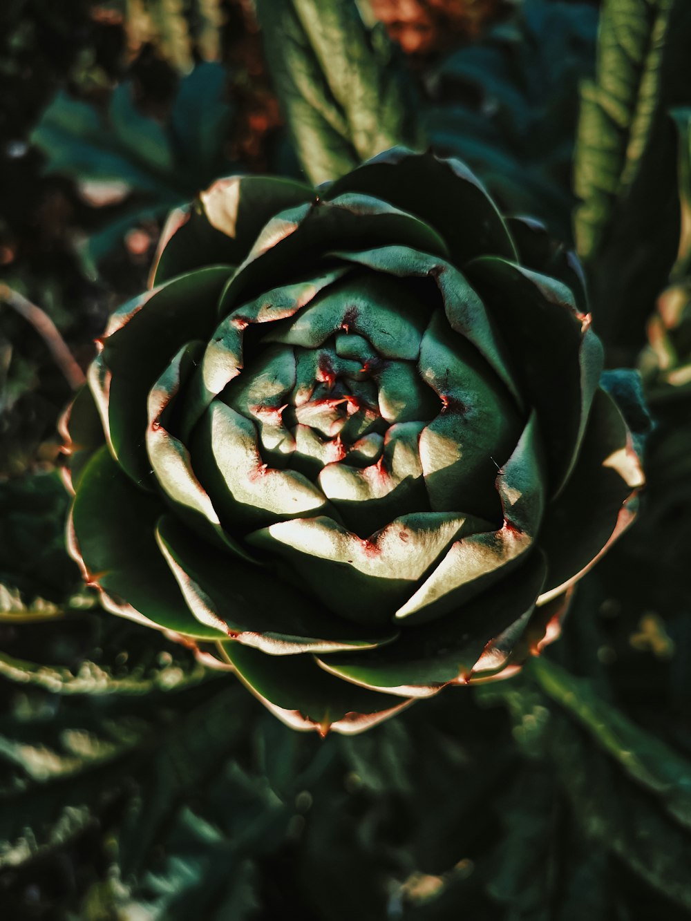 green and purple flower bud