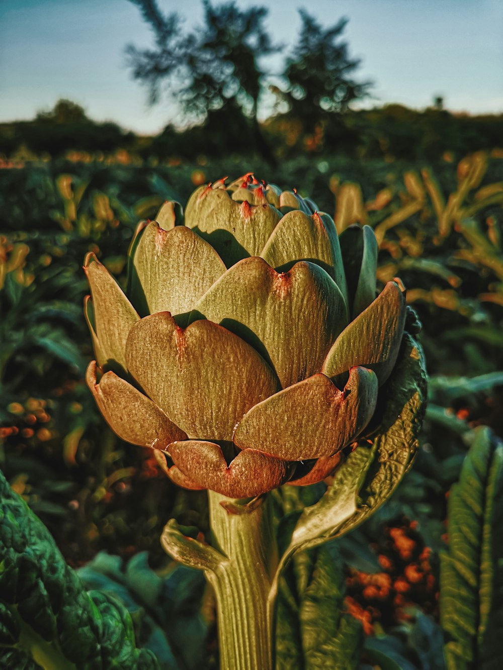 green and brown flower bud