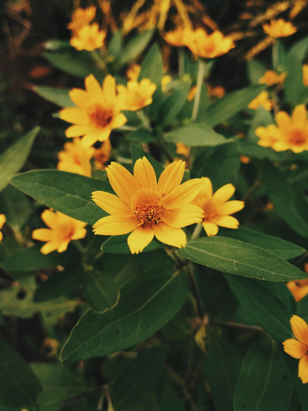 yellow flower with green leaves