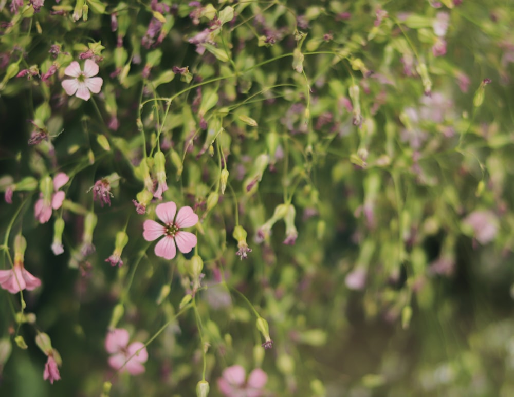 yellow flower in tilt shift lens