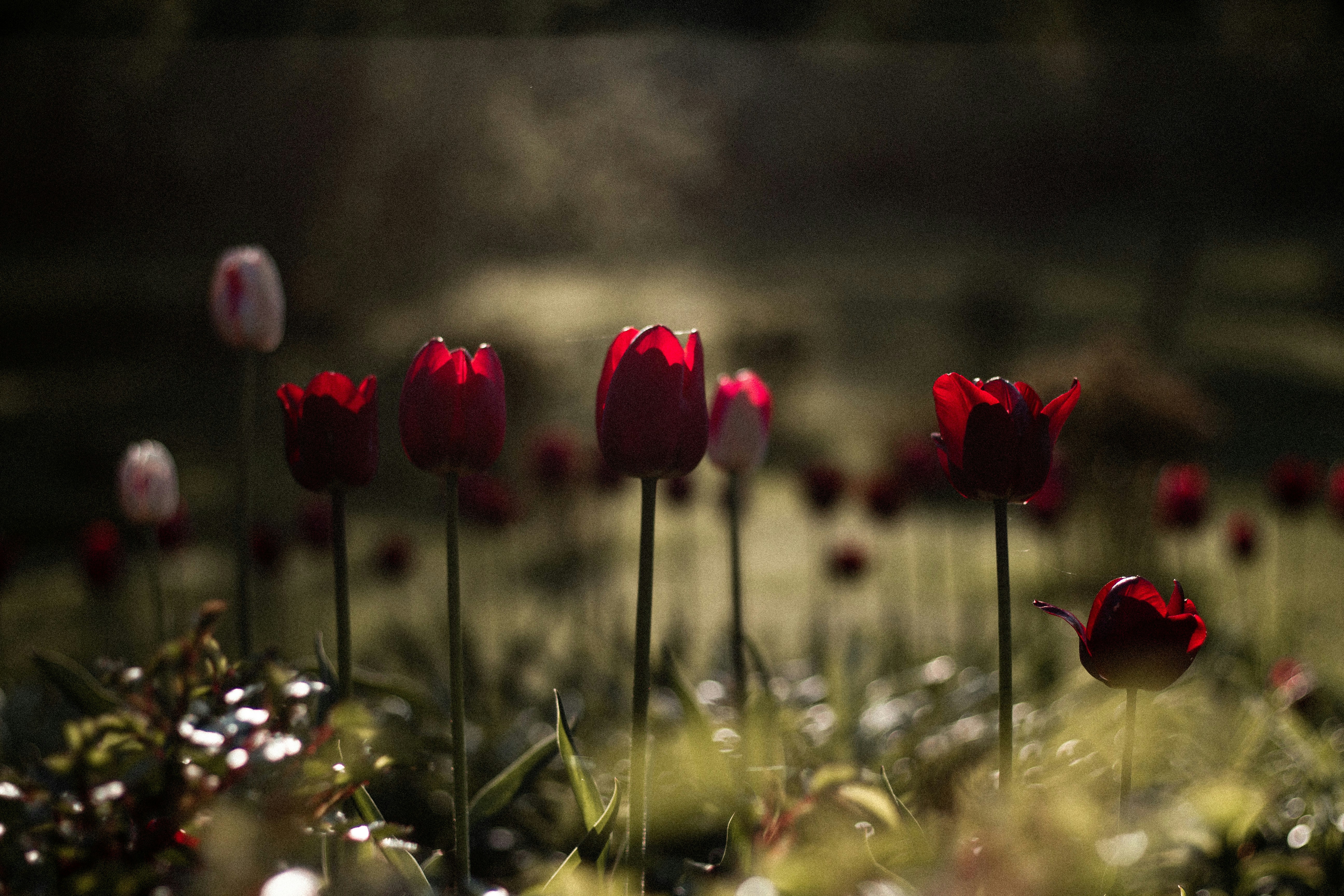 Photo by tinnnc