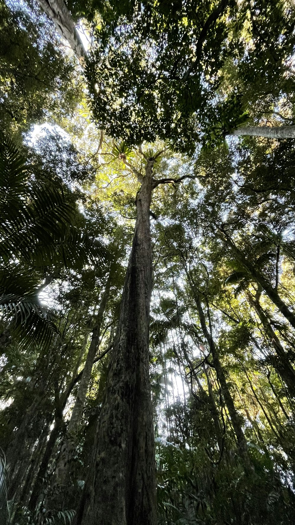 Photographie en contre-plongée d’arbres verts pendant la journée