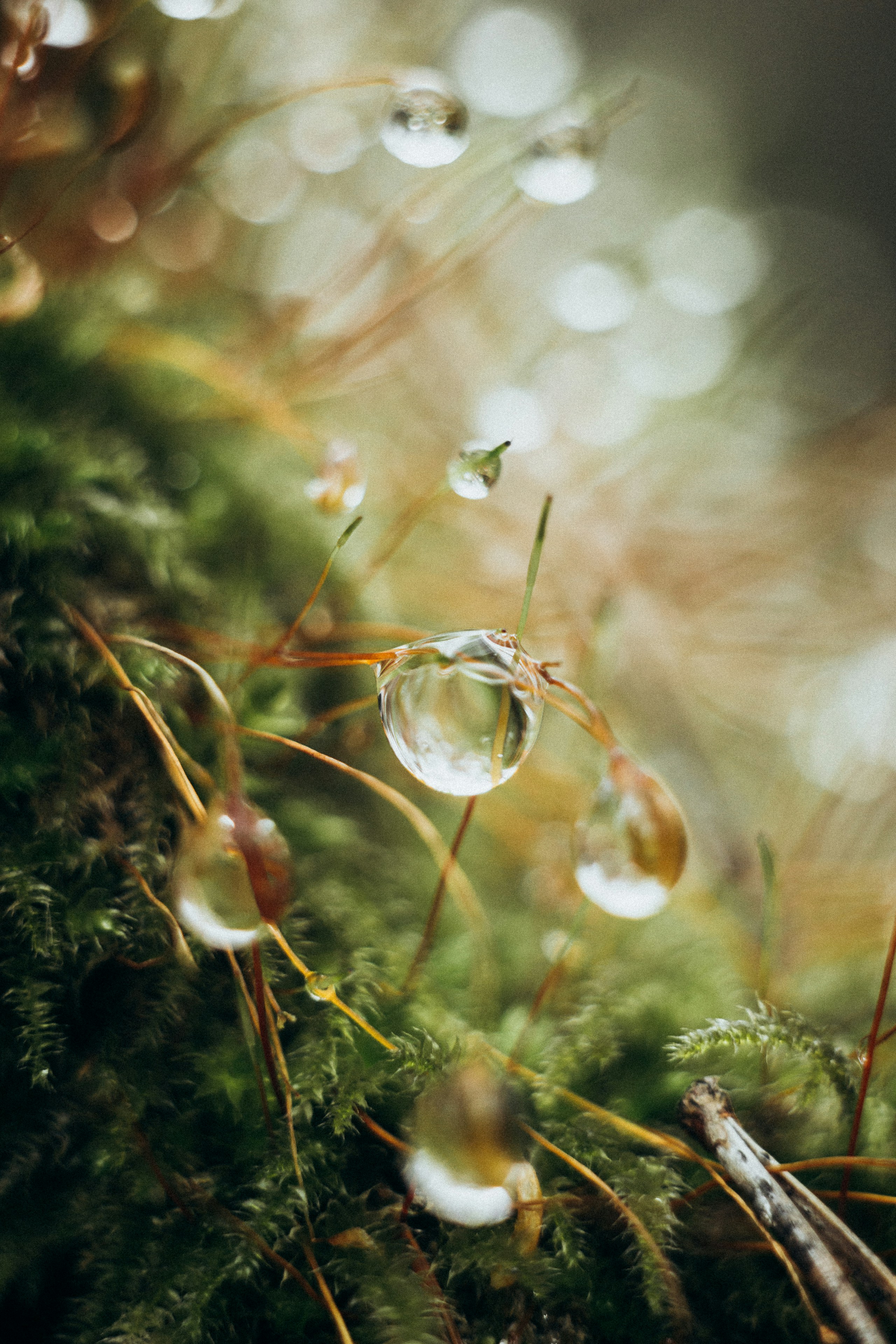 rugiada dell'acqua sul pino verde