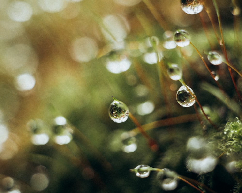 water droplets on brown plant stem