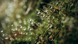 Close-up of delicate dew drops on leaves, shimmering in soft morning light.