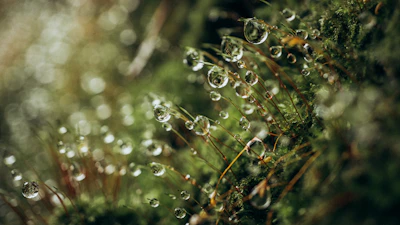 Close-up of delicate dew drops on leaves, shimmering in soft morning light.