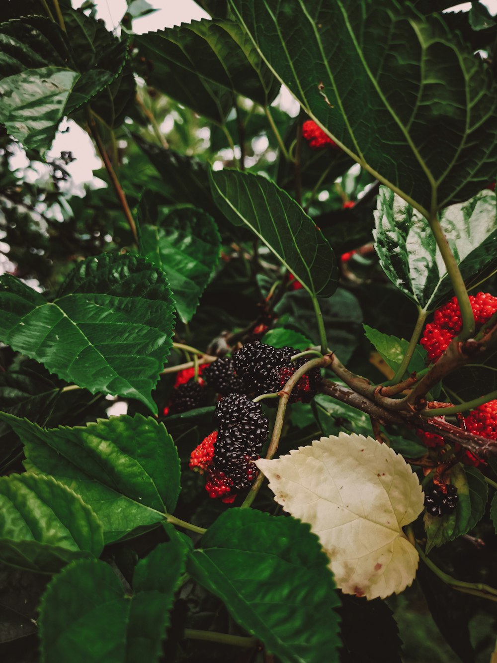 rote runde Früchte auf grünen Blättern
