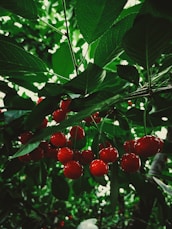 red round fruits on green leaves