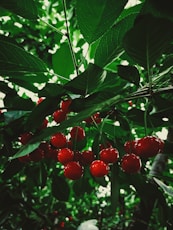 red round fruits on green leaves