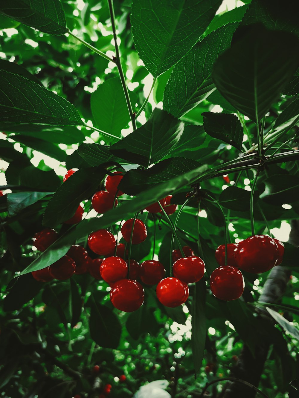 緑の葉に赤い丸い果実