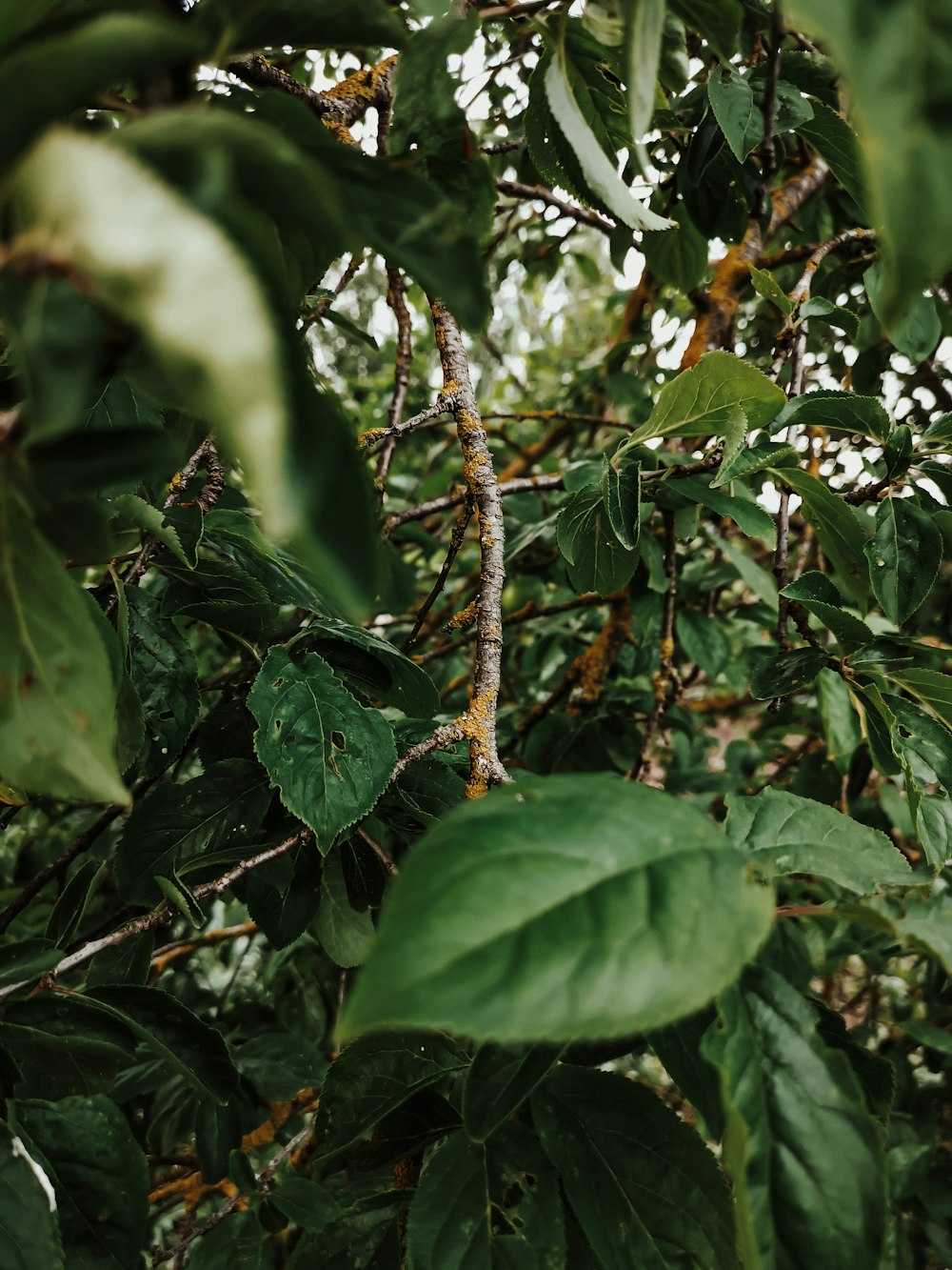 green leaves on brown tree branch during daytime