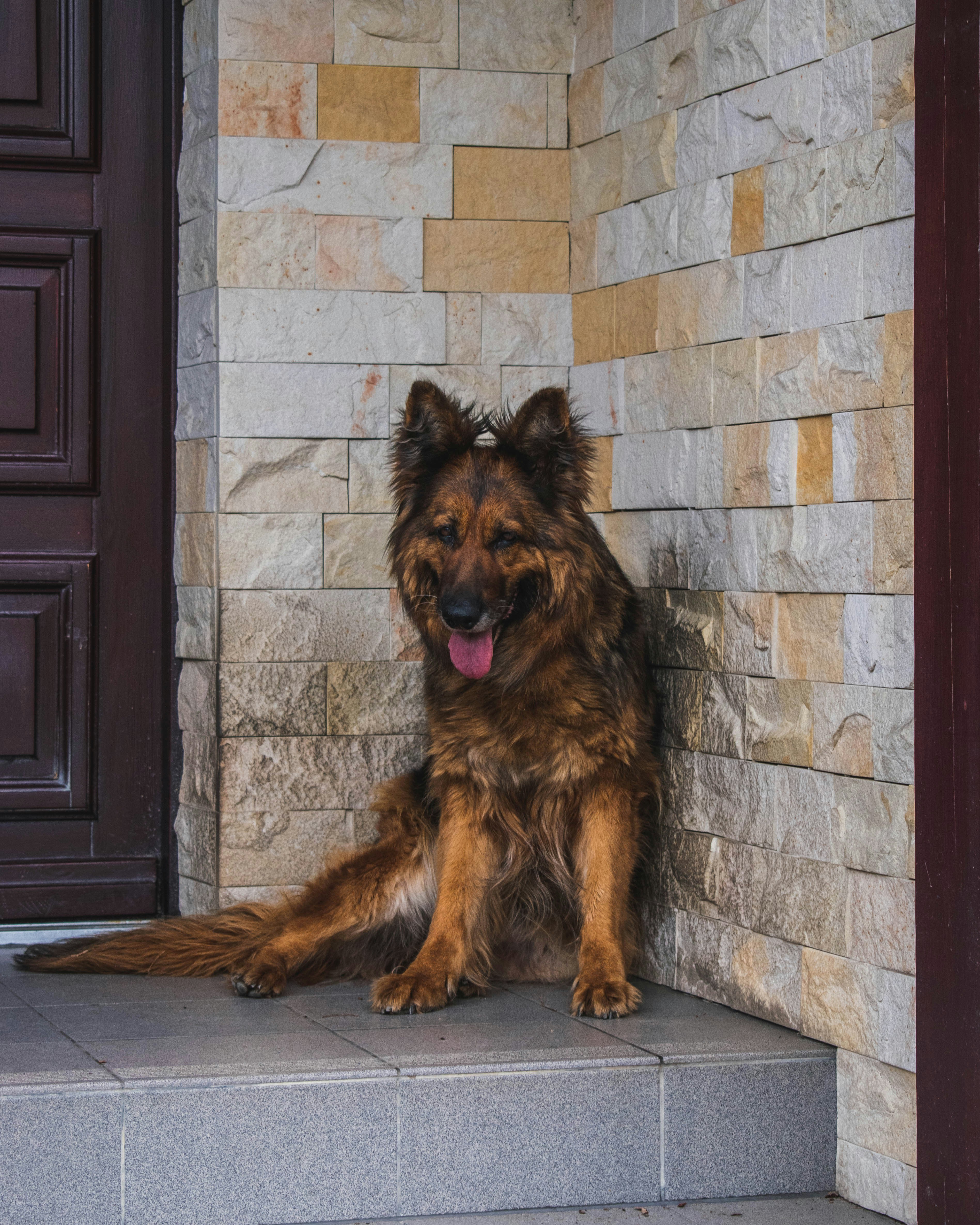 brown and black long coated dog lying on brown brick wall