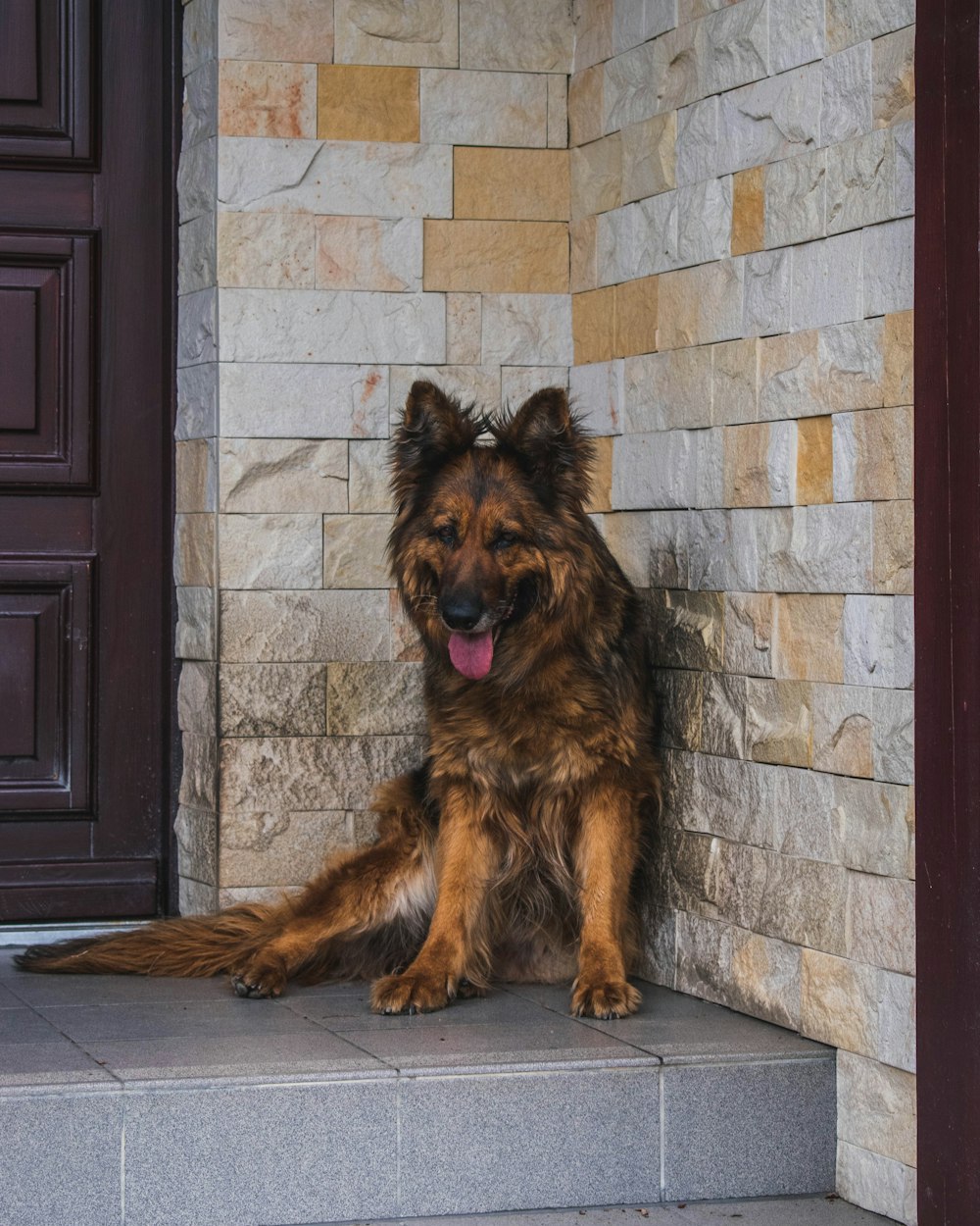 brown and black long coated dog lying on brown brick wall