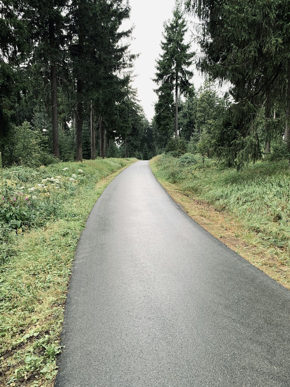 gray concrete road between green grass and trees during daytime