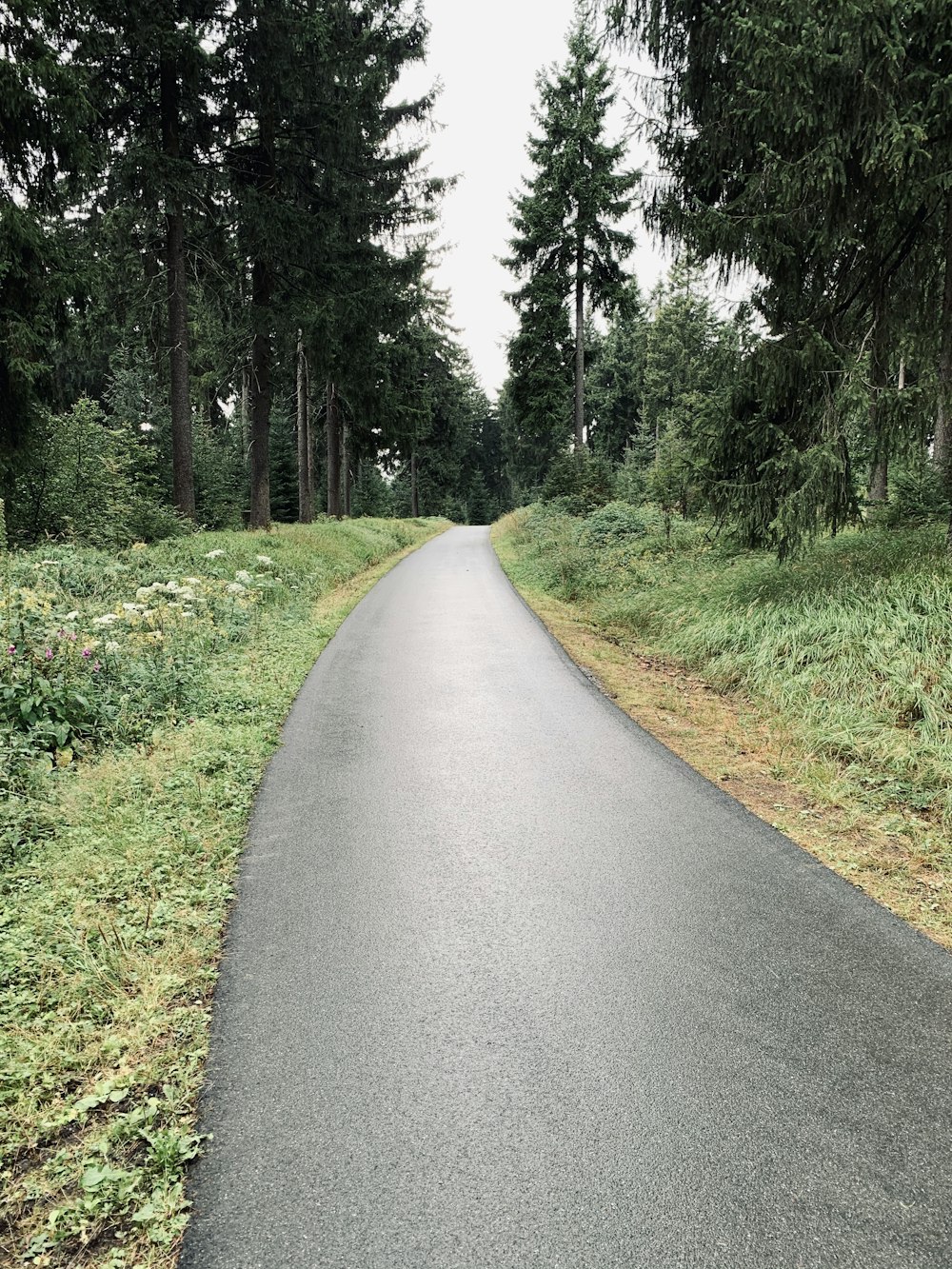 strada di cemento grigia fra l'erba verde e gli alberi durante il giorno