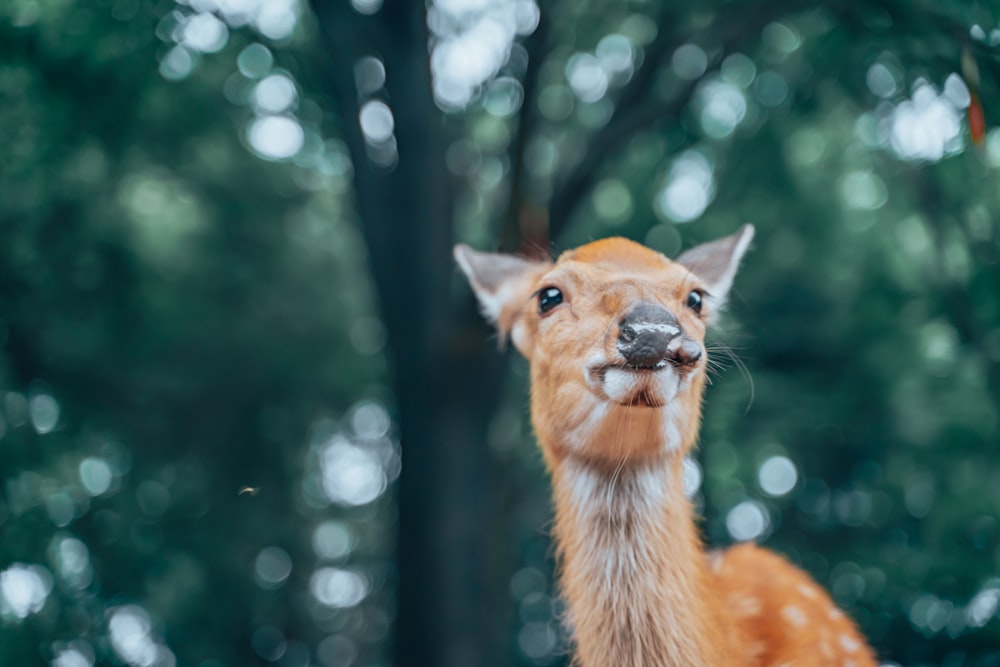 brown deer in tilt shift lens