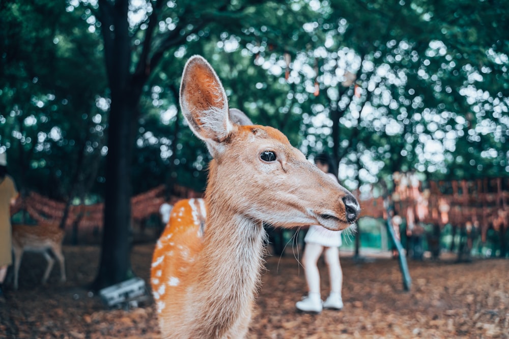 brown deer standing near green trees during daytime