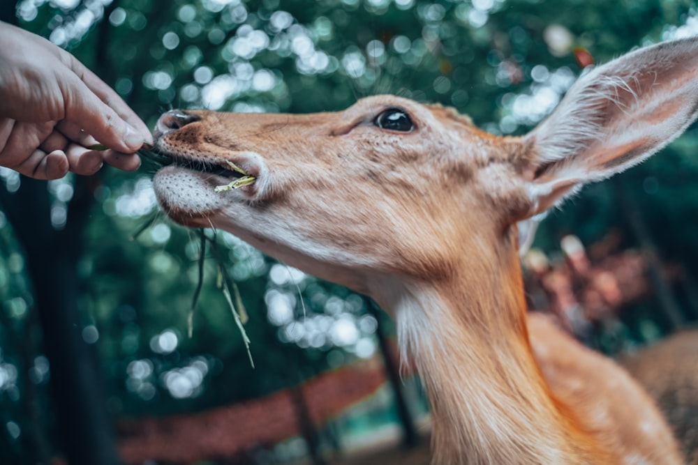 brown deer in tilt shift lens