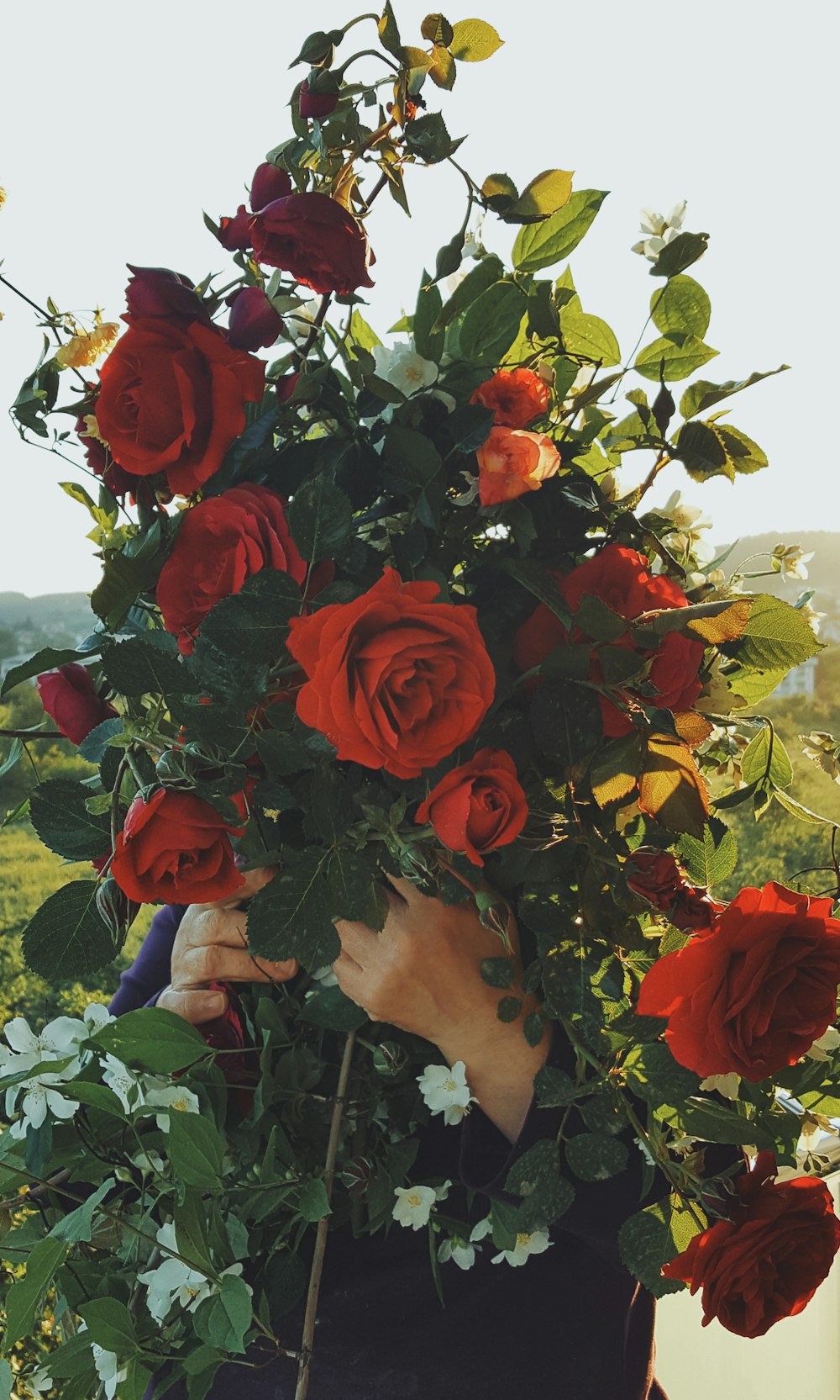 Rote Rosen blühen tagsüber