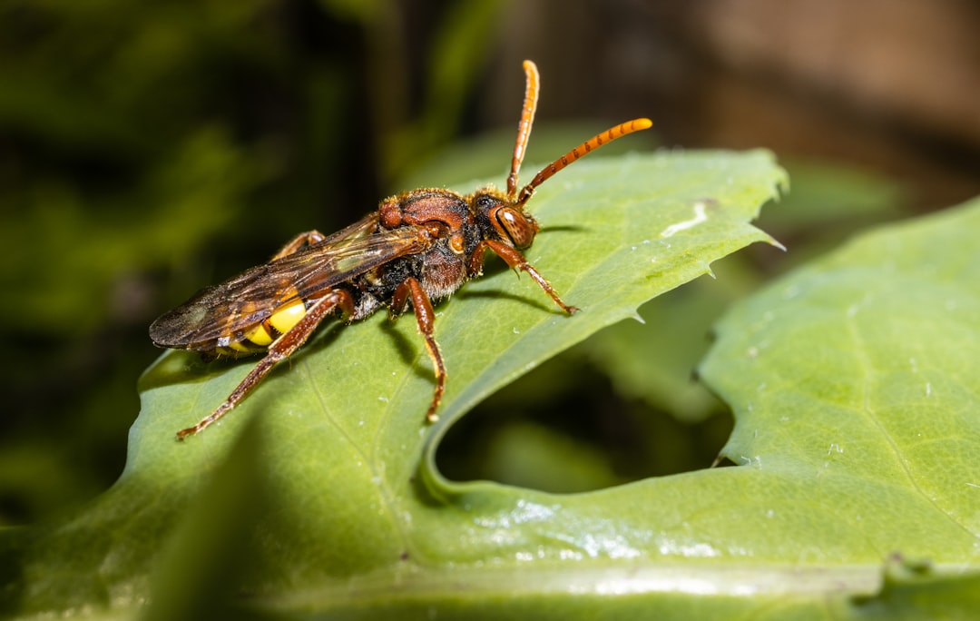 black and yellow wasp perched on green leaf in close up photography during daytime