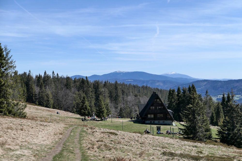 green pine trees on green grass field during daytime