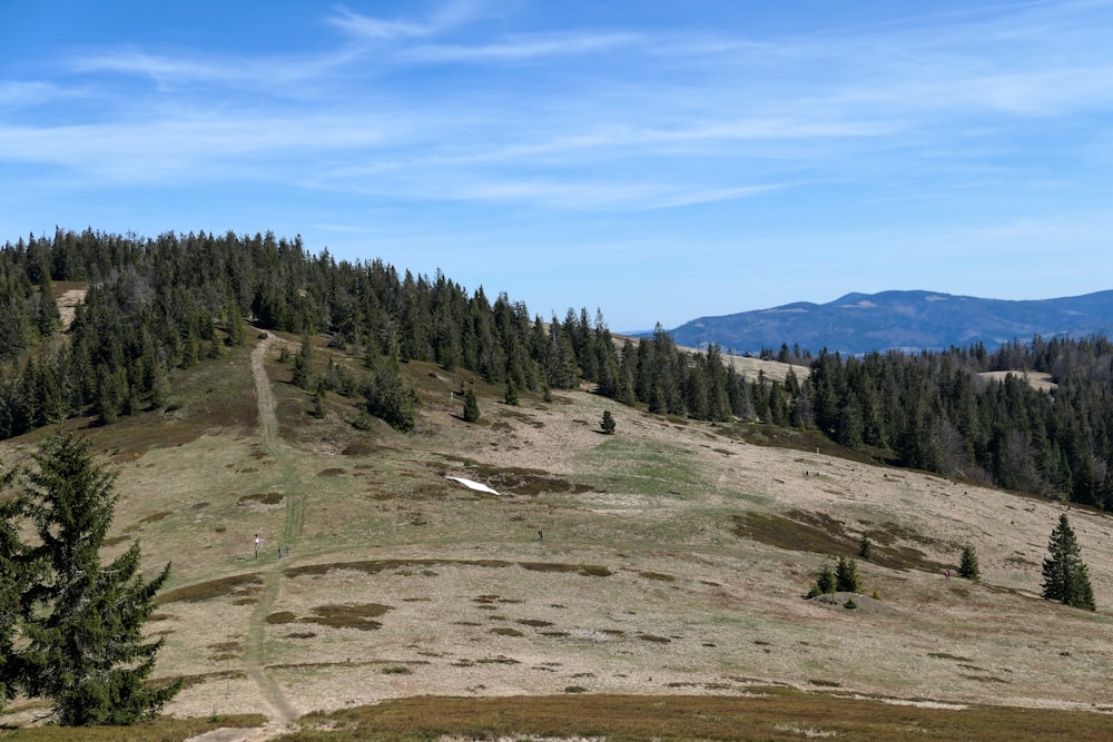 green pine trees on brown field under blue sky during daytime