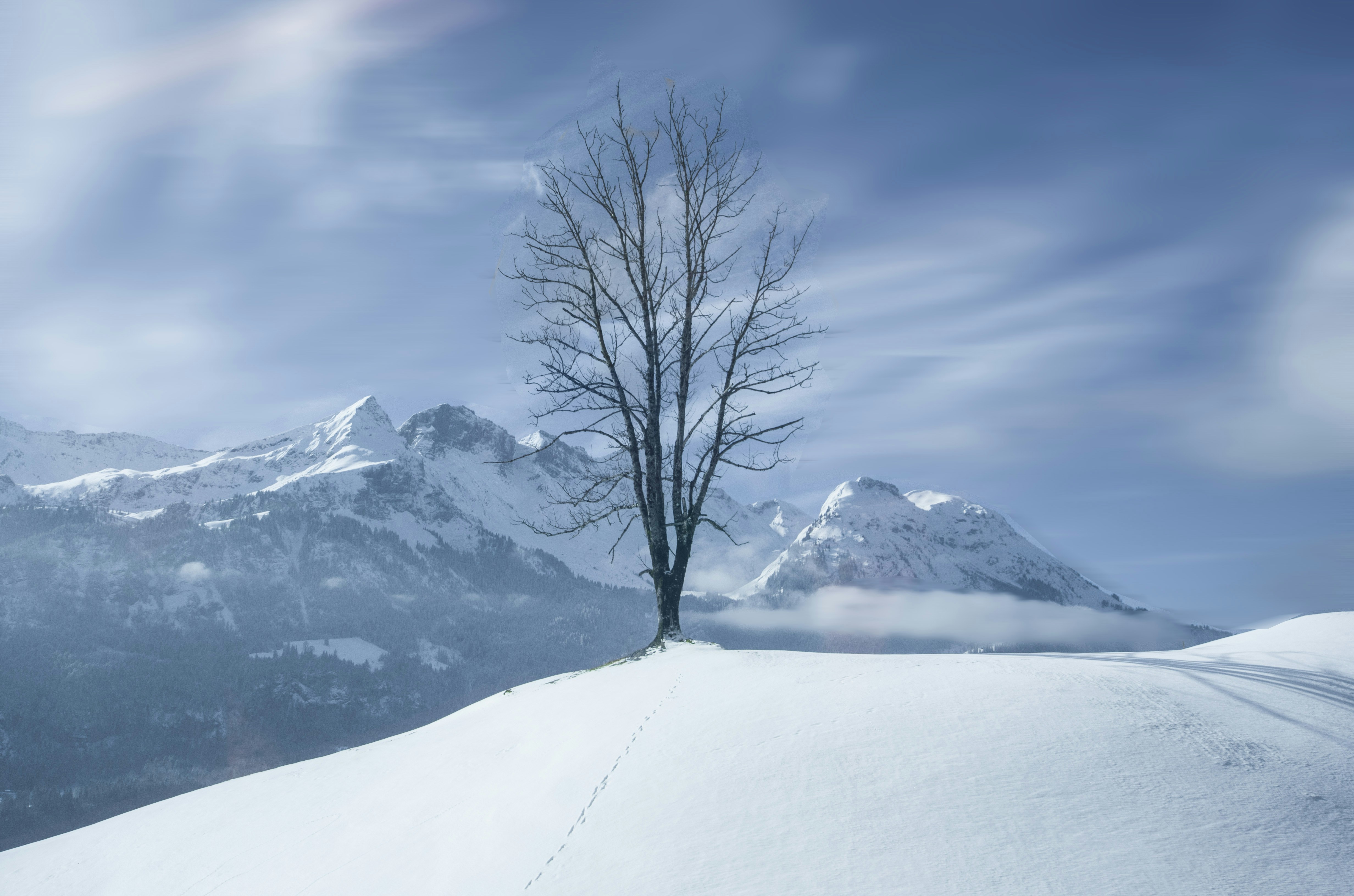 bare tree on snow covered ground during daytime