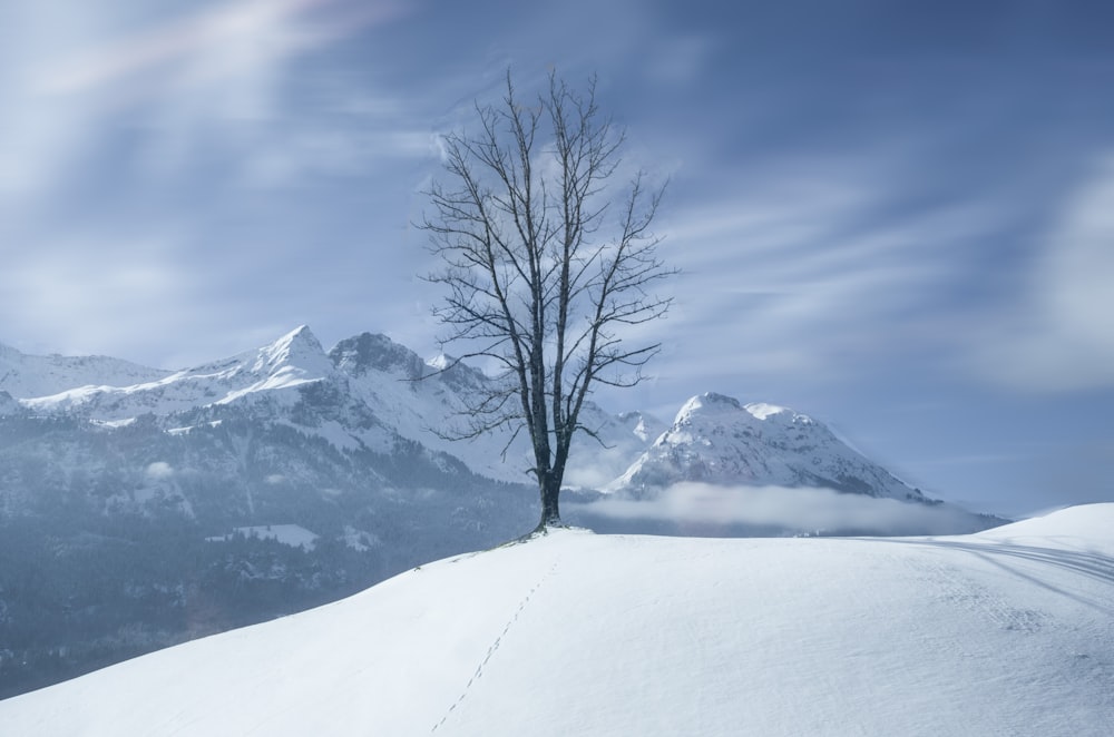 arbre nu sur un sol enneigé pendant la journée