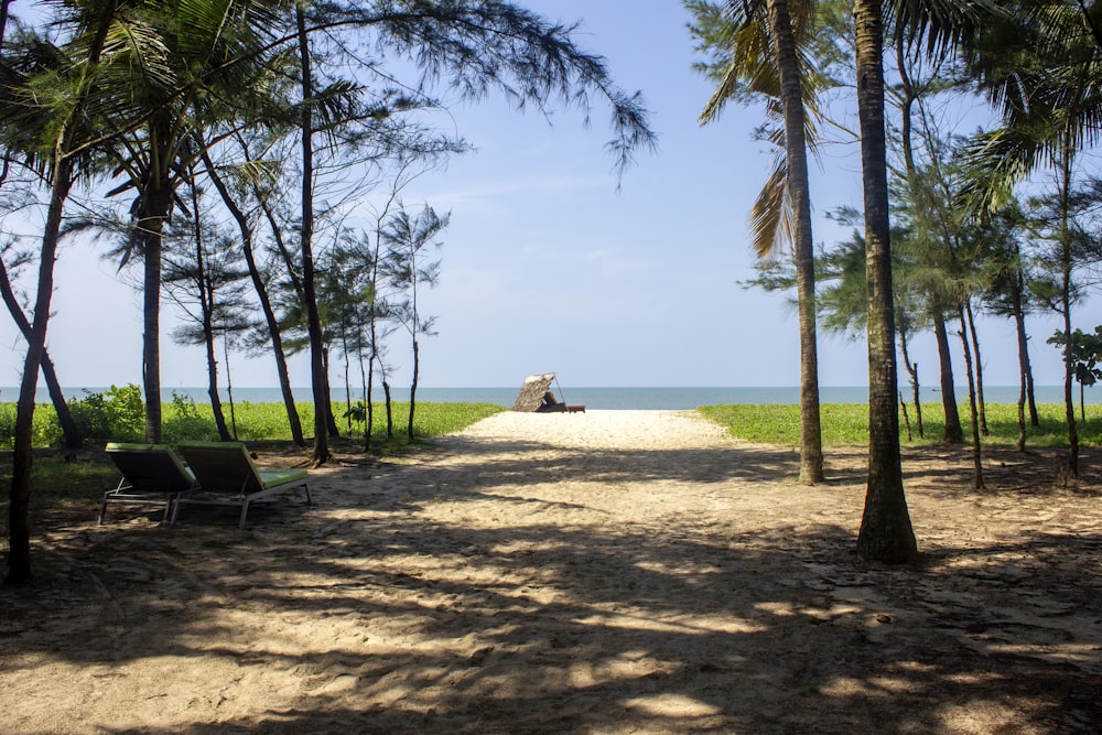 white sand beach with palm trees