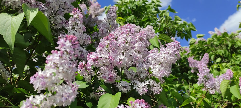 pink and white flowers under blue sky during daytime