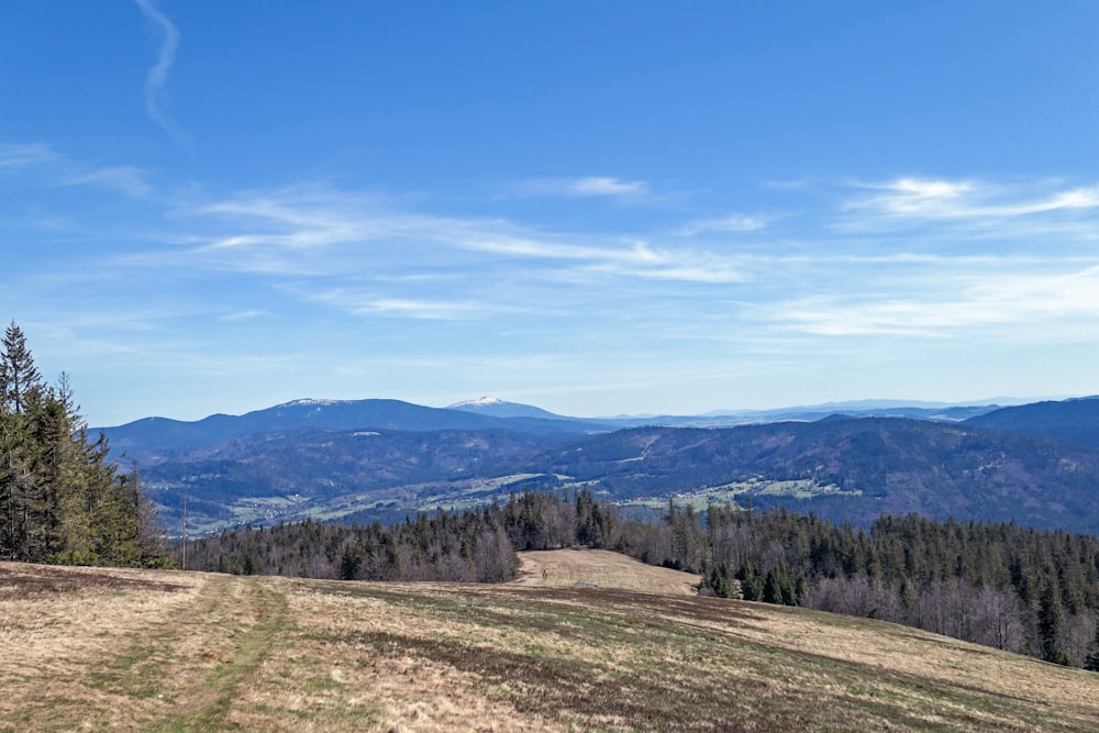 green trees on brown field under blue sky during daytime