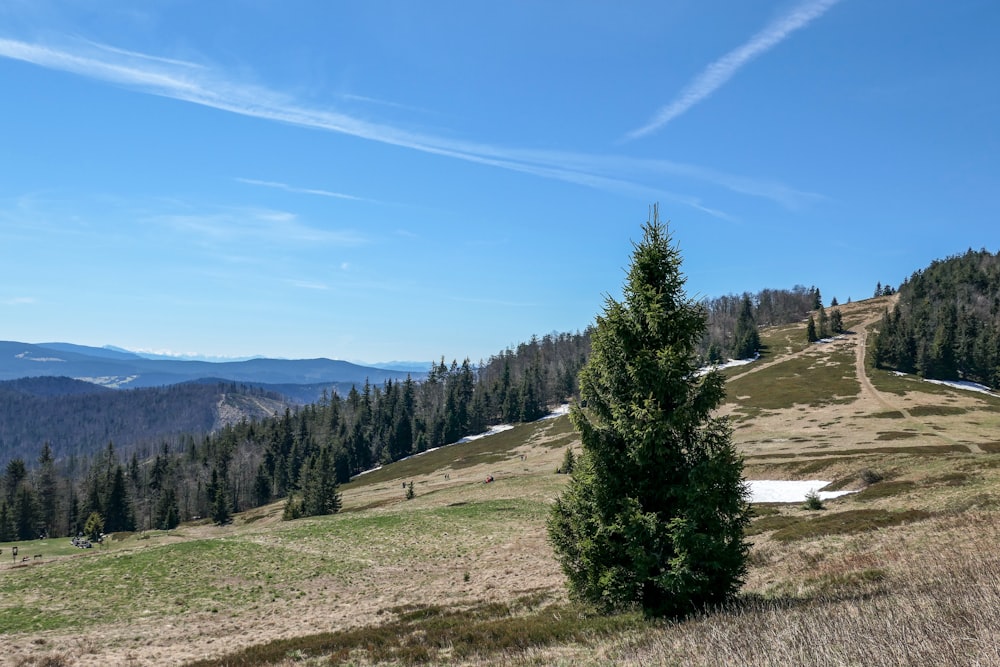 Grüne Kiefern auf braunem Feld unter blauem Himmel tagsüber