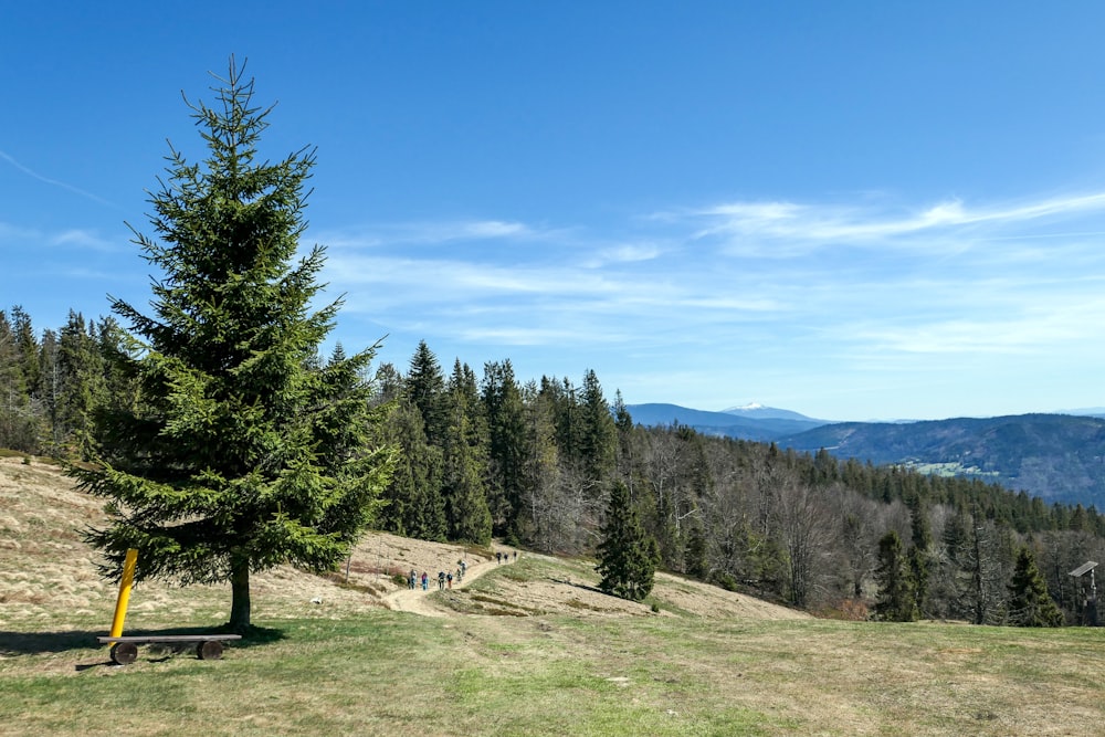 green pine trees on hill under blue sky during daytime