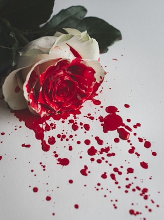 red and white rose petals on white table