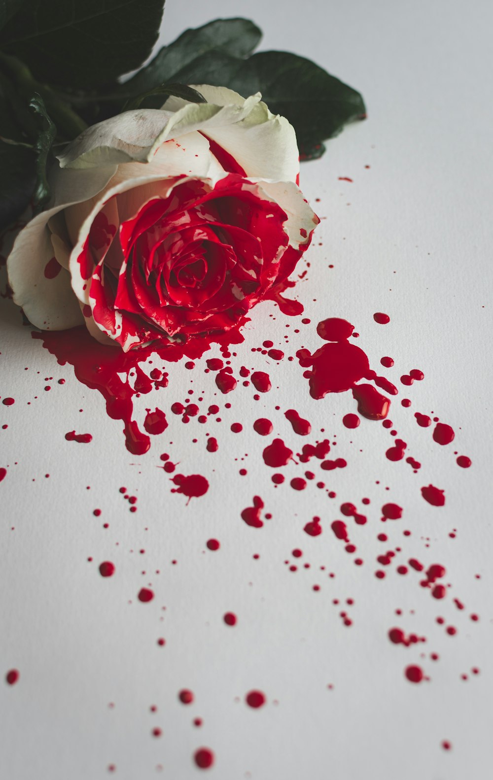 白いテーブルに赤と白のバラの花びら