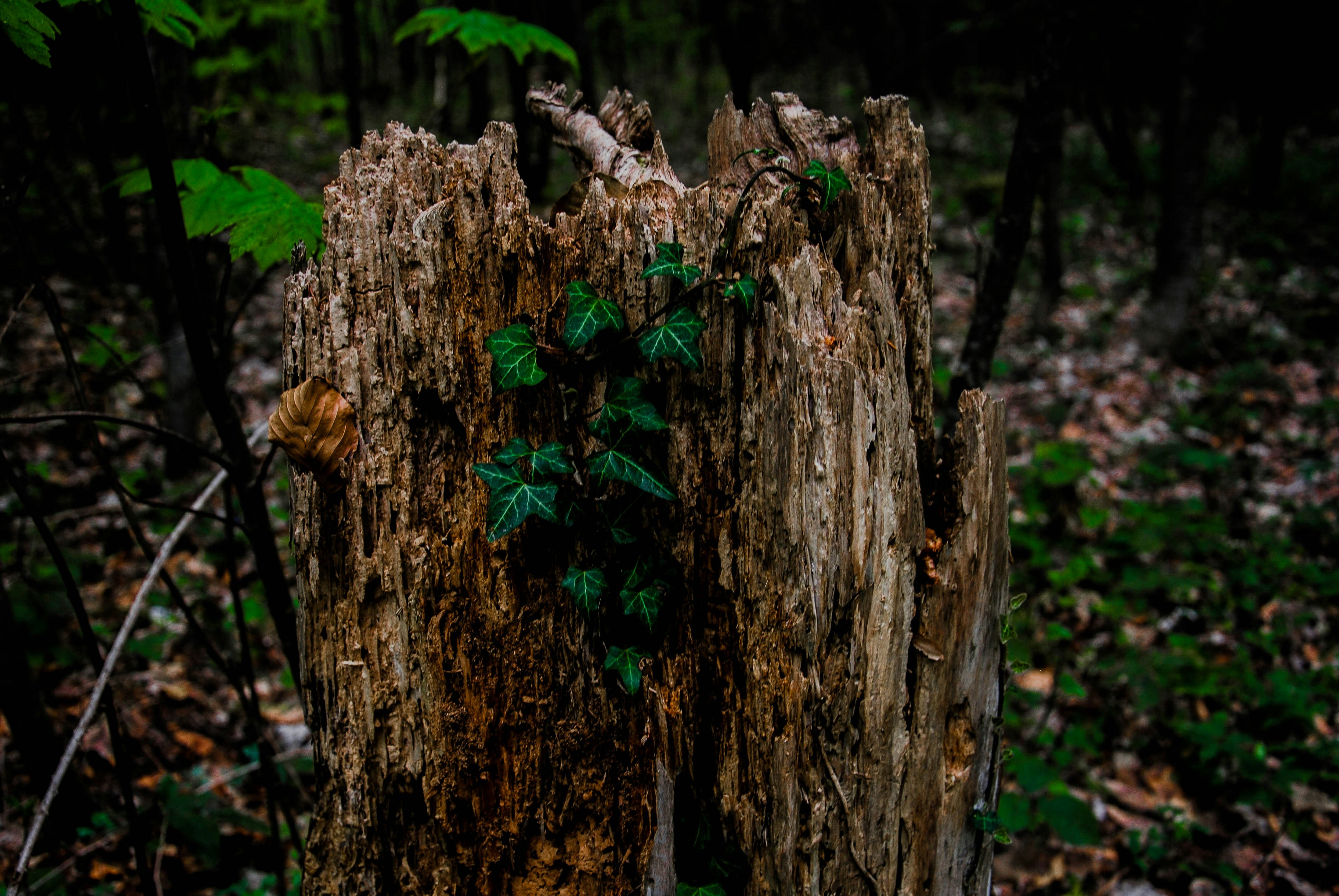 Photo by cvanderweijst