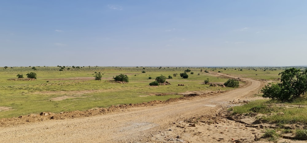 Campo de hierba verde bajo el cielo azul durante el día