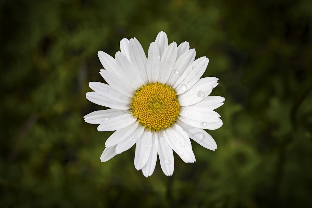 white daisy in bloom during daytime